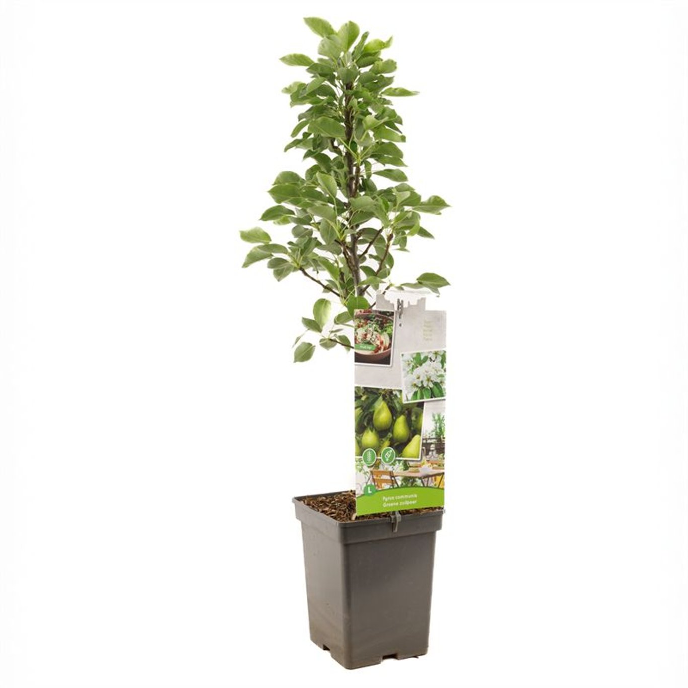 Pyrus c. 'Groene zuilpeer' - C5 100-120 CM Column